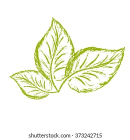 Sketch Logo Three Green Basil Leaves