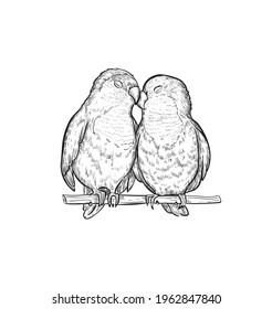 Sketch Lovebird parrots vector illustration. Lovebird parrot exotic bird engraving art design. Freehand sketch parrot in black and white color.