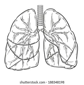 Sketch Of The Lungs On White Background