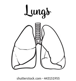 Sketch lungs, vector sketch hand-drawn illustration isolated on white background.  realistic sketch human healthy lungs