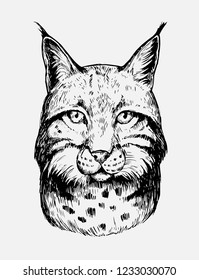 Sketch Lynx Hand Drawn Illustration Converted Stock Vector (Royalty ...