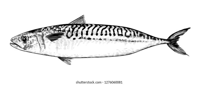 
Sketch of mackerel.  Hand-drawn image in the style of engraving. Isolated object on white background. Vector vintage  illustration.