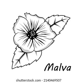 Dibujar la flor malva, la flor malva dibujada a mano. Negro y blanco, malva de contorno. Ilustración de Malva para tu diseño. Ilustración del vector