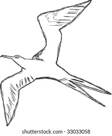 Sketch of Manowar bird