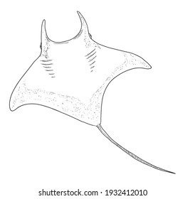 Sketch Manta Ray. Hand Drawn Devilfish Drawing.Numb-fish Vector Illustration