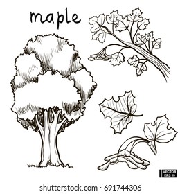 Sketch of a maple tree