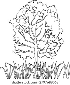 Sketch of maple tree (Acer platanoides) with grass vector on transparent background