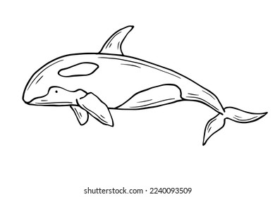 Sketch of marine predatory mammal killer whale.