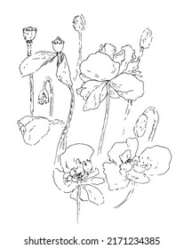 sketch mask. botanical sketch of poppy, buds, flowers and seed pods isolated black counter on white for design template