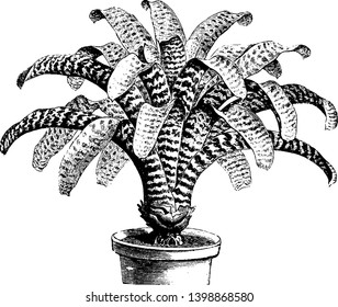 A sketch of Massangea Hierogylphica plant, the leaves are deep green banded with violet black, vintage line drawing or engraving illustration.