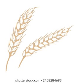 Sketch mature spikelets vector graphics. Pair of ears of grain vintage graphic. Hand drawn golden stalks of wheat, rye, barley or millet, isolated clip art