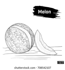 Sketch melon, hand drawing.