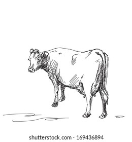 Sketch of milk cow Vector