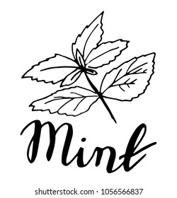 Sketch mint leaves