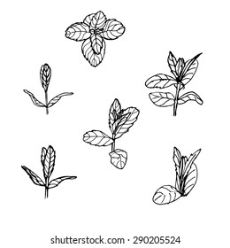 Sketch Mint Leaves Set Vector Illustration: เวกเตอร์สต็อก (ปลอดค่า