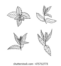 Sketch mint leaves set, vector illustration.  Outline mint leaves are element for design. Hand-drawn contour lines