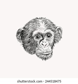 Sketch monkey face. Hand drawn doodle vector illustration.