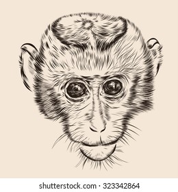 Sketch monkey face. Hand drawn doodle vector illustration. EPS