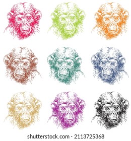 Sketch Monkey Face Vector Illustration. .Hand Drawn Monkey Head Isolated On A White Background
