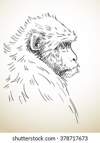 Sketch of monkey, Hand drawn illustration
