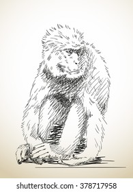 Sketch of monkey, Hand drawn illustration