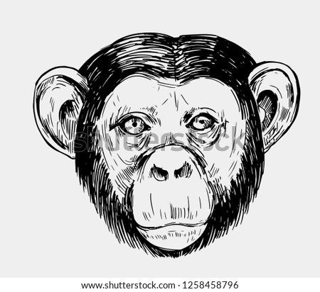 Sketch of a monkey head. Chimpanzee. Hand drawn sketch converted to vector
