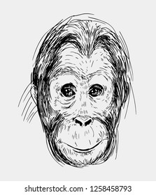 Sketch of a monkey head. Hand drawn sketch converted to vector