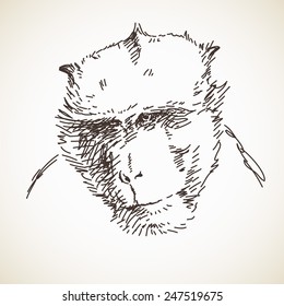 Sketch of monkey head Hand drawn vector illustration