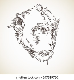 Sketch of monkey head Hand drawn vector illustration