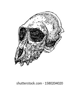 Sketch monkey head skull vector artwork