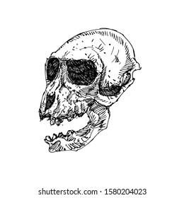 Sketch monkey head skull vector artwork