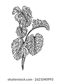 Boceto de una planta de Monstera, elemento de cartel, Vector Monstera dibujado a mano.