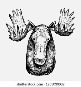 Sketch of moose. Hand drawn illustration converted to vector