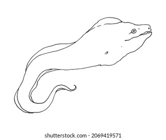 sketch of a moray eel. hand-drawn sketch-style sea animal moray eel, side view with open mouth, isolated black outline on white for a design template from fairy tales