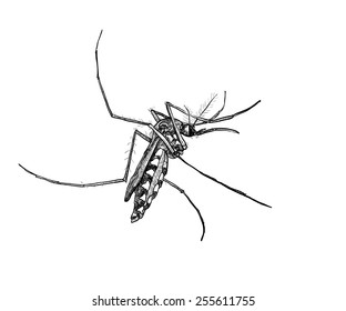 Mosquito Drawing Images Stock Photos Vectors Shutterstock