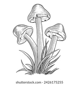 Sketch mushroom. Hand drawn various edible mushroom morel, truffle, champignon, black and king trumpet, bolete mushroom vintage. Organic vegetarian product for menu packaging vector.