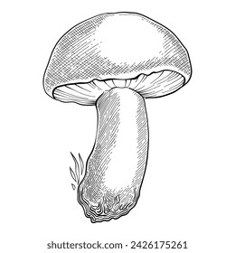 Sketch mushroom. Hand drawn various edible mushroom morel, truffle, champignon, black and king trumpet, bolete mushroom vintage. Organic vegetarian product for menu packaging vector.