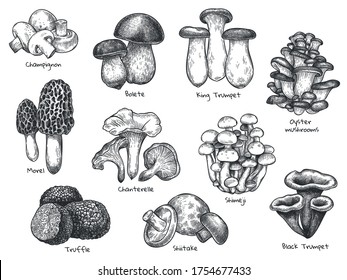 Sketch mushrooms. Hand drawn various edible mushroom morel, truffle, champignon, black and king trumpet, bolete mushroom vintage set. Organic vegetarian product for menu packaging vector illustration.