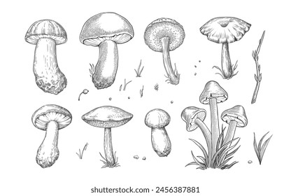 Sketch mushrooms. Hand drawn various edible mushroom morel, truffle, champignon, black and king trumpet, bolete mushroom vintage set. Organic vegetarian product for menu packaging illustration on