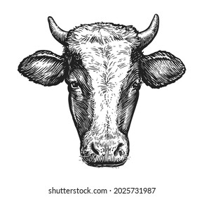 Sketch of muzzle of cow with horns. Portrait vector illustration