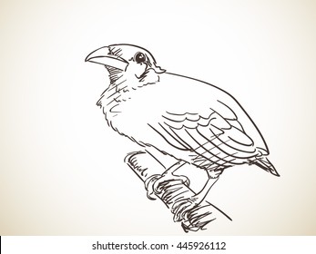 Sketch of Myna bird, Hand drawn illustration