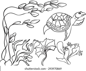 Sketch, natatorial turtle in underwater world