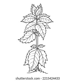 sketch of nettle or basil plants, coloring book, isolated object on white background, vector illustration, eps