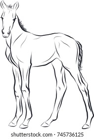 Sketch of the new born foal.