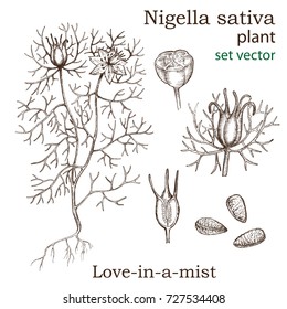 Sketch of a nigella sativa plant in a vintage style. Design elements for postcards, ads, promotional invitations, rural markets and botanical illustrations. Drawn by hand. Love-in-a-mist.