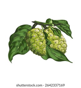 Sketch of noni fruit with green leaves on a branch, hand drawn in color. Tropical organic fruit. Antioxidant, vitamin. For medicine and cosmetology. Vector illustration. Isolated background.