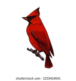 Esbozo del icono del cardenal norte o del vector redbird