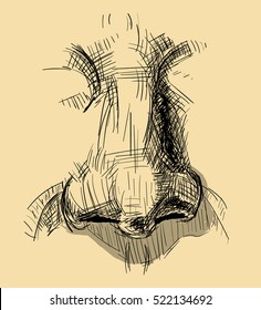 Sketch of nose. Study of human nose shadows.