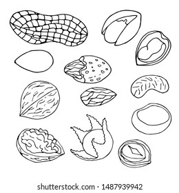 Sketch nuts vector collection. Hand drawn outline nuts set.