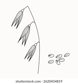 Sketch Oat branch and grains on isolated background. Hand drawn botanical vector illustration of oats plant for sign, logo, paper, card, label, paper. Food, drink, milk, ingredient, oatmeal
